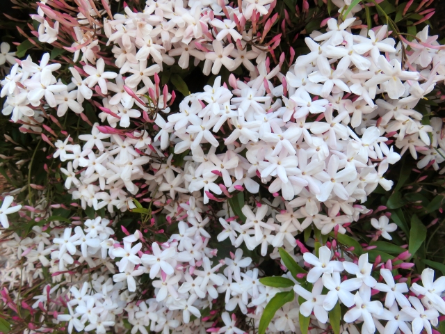 知らなきゃ怖い？ アロマの話 ジャスミン