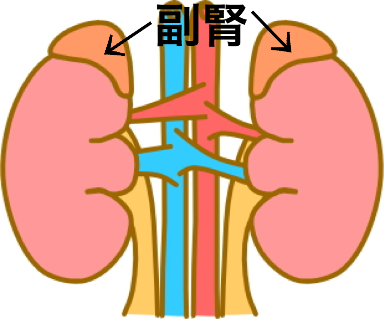 【コーチゾン様作用】発達障害の子への発達を支える精油になるかも