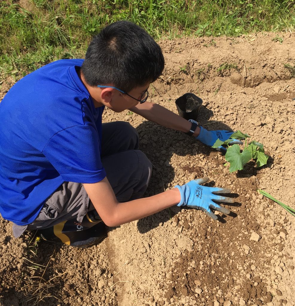 老化したトマトの苗も若返る！？（第2回自然農法塾）