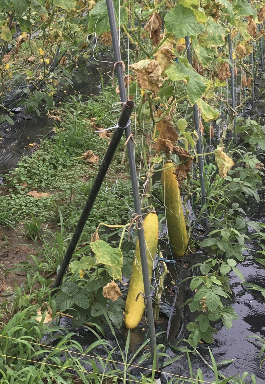 固定種のきゅうりの種取り
